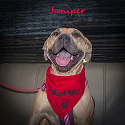 Photo of Juniper
