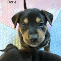 Photo of Dorie