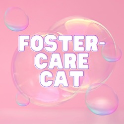 Photo of Foster Care Cat