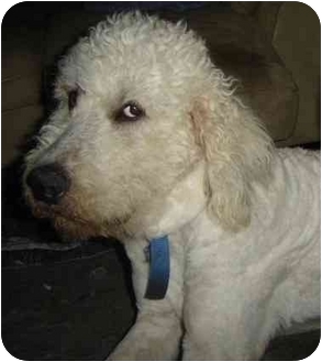 great pyrenees and standard poodle mix