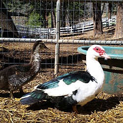 Photo of Muscovy Ducks