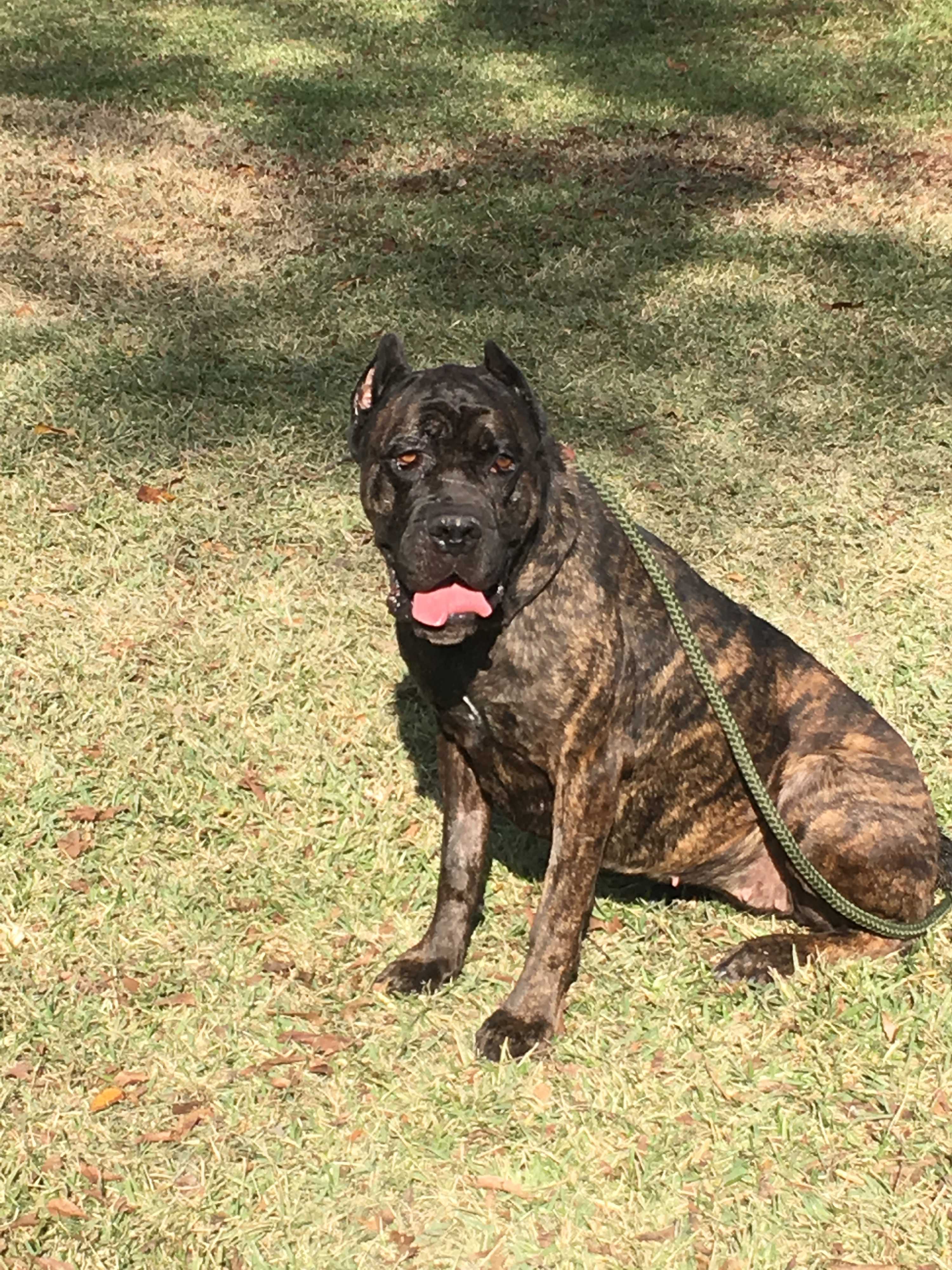 Baton Rouge La Cane Corso Meet Stormy A Pet For Adoption
