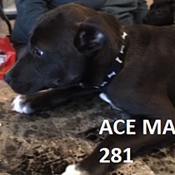 Thumbnail photo of ACE #2