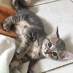 Thumbnail photo of Gray tabby male kitten #1