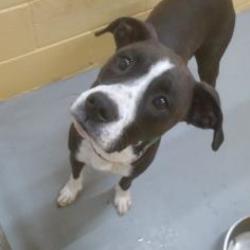 Puppies For Sale In Mayfield Kentucky Adoptapet Com