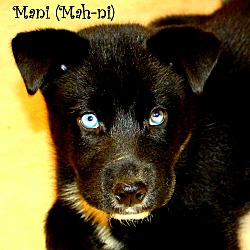 Thumbnail photo of Mani~adopted! #1