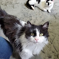 Domestic Longhair Kittens For Sale In Galesburg Illinois