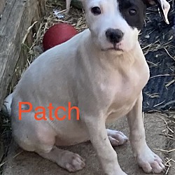 Thumbnail photo of Patch #4