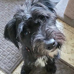Photo of Hopper
