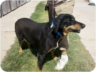 El Paso, TX - Rottweiler. Meet MESQUITE a Pet for Adoption.