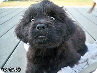 Shih tzu hotsell and labrador mix