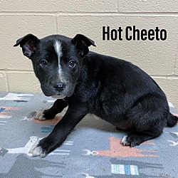 Photo of Hot Cheeto