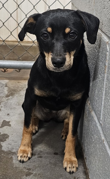 Pickens, SC - Terrier (Unknown Type, Small). Meet Sia a Pet for ...