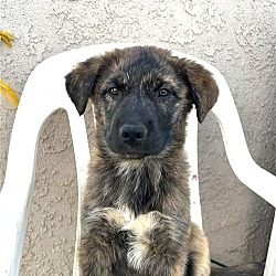 Thumbnail photo of Peluchita (CP)  Adopt Me! #4
