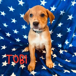 Photo of Tobi