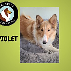 Thumbnail photo of Violet #2