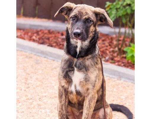 Texas Shepard Bastrop, TX - Shepherd (Unknown Type)/Dutch Shepherd. Meet Paul Stanley ...