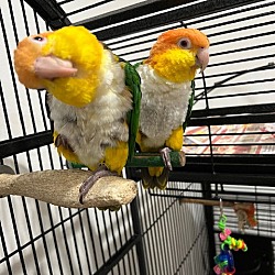 Thumbnail photo of Peanut and Pippi #4