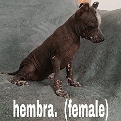 Thumbnail photo of Hembra #2