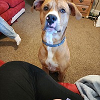 adopt a pet