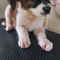 adopt-pet