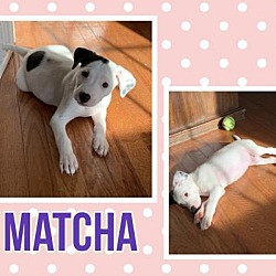 Photo of Matcha