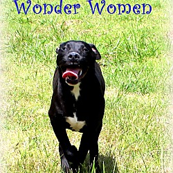 Thumbnail photo of Wonder Women~adopted! #3