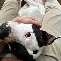Photo of Auggie