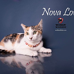 Thumbnail photo of NOVA LOVE #4