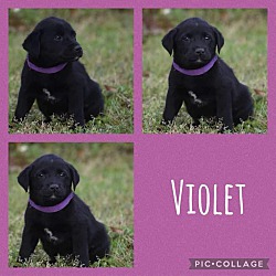 Thumbnail photo of Violet - Natick, MA #1