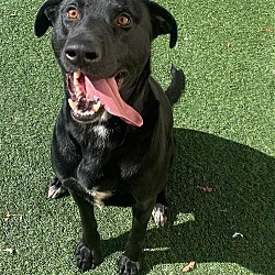 Photo of Mister - $75 Adoption Fee!  Diamond Dog!