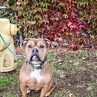 adopt-pet