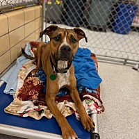 adopt a pet