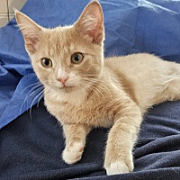 adopt a pet