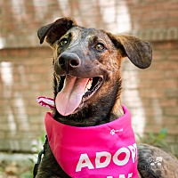 adopt a pet