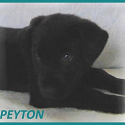 Thumbnail photo of Peyton-Adoption Pending #2