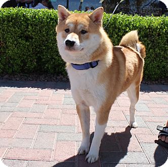 Las Vegas Nv Shiba Inu Meet Miki A Pet For Adoption