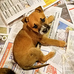 Thumbnail photo of Shepherd/Boxer pups! *ADOPTED! #3