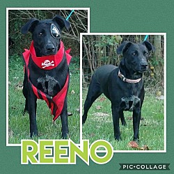 Photo of Reeno
