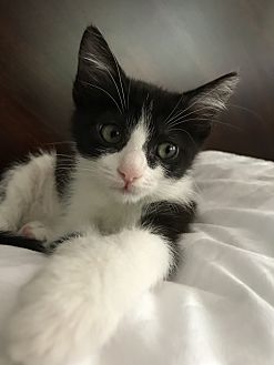 Molly