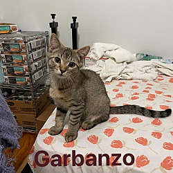 Thumbnail photo of Garbanzo Bean #2