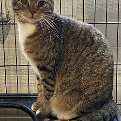 Photo of Snaggle-Puss-Barn Cat