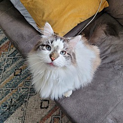 Photo of Gnome (Ask to meet me!)