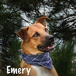 Thumbnail photo of Emery - Available for Foster to Adopt #3