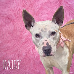 Photo of 24-03-0855 Daisy