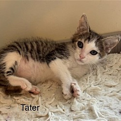 Photo of Tater