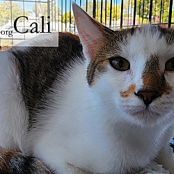 Thumbnail photo of Cali #3