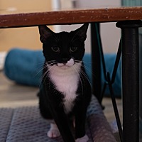 adopt a pet