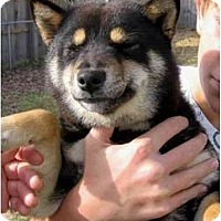 Jacksonville Nc Shiba Inu Meet Shiba Inu A Pet For Adoption