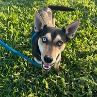 adopt a pet